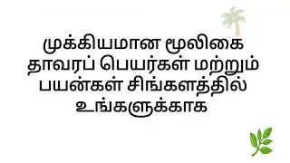 Herbs' names and usages in Sinhala to Tamil | Herbs in Sinhala | Herb usages in Sinhala to Tamil
