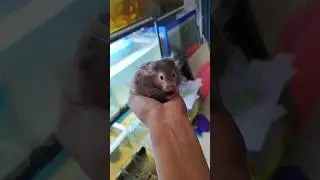Tiny Baby Hamster Eating Beans 🫘 | So Cute & Funny 😂