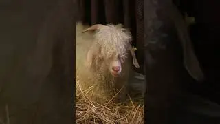 Angora goat