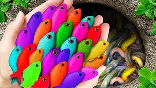 AMAZING Aquarium Fish Escapee Found in Backyard Pond | Colorful 🐉🐟