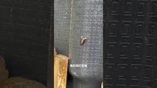 funny fly shooting with laser ray |fun  laser killing insects #catchflies #flylight #shorts