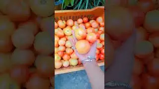 #freshtomato #freshmorning #freshfromfarm #nature #naturalwater #naturelovers