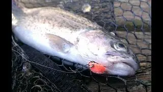 Trout Area Invernale- God hands Spoon-Bottom