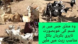 Black tapri / Golden tapri / White tapri goats for sale in mandi