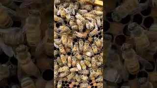 Queen bee 👑🐝 #adventure #agriculture #beekeeping #beekeeper #farming #farm #farmer #kentucky #rrg