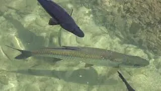 Feeding Fish - Roatan Honduras - MSC Meraviglia Cruise Ship Excursion