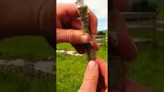 grafting loquat tree. learn how to grafting on loquat