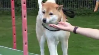 Hundeschule - G&ouml;nne deinem Hund ein Hobby