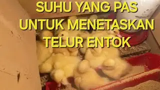 Penetasann telur entok jumbo