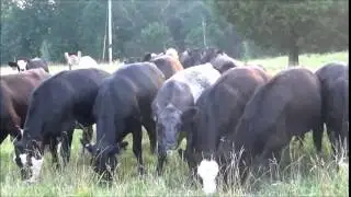 SimAngus & Angus Cross Bred Heifers