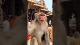 #monkey #deli #fani #comedy