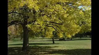 Developing Pest-Resistant Ash Trees