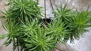Succulent Bush Senecio#Senecio Barbetonicus succulent complete care guide