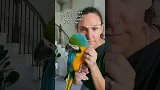 It's oh so tempting to cuddle and pet your bird #birdlady #bird #birdtok #birdsoftiktok #parrot