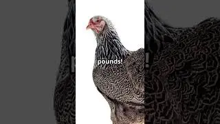 &ldquo;The Largest Chicken in the World &ndash; Absolute Unit!