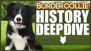BORDER COLLIE HISTORY DEEPDIVE