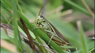 GRASSHOPPER VİDEO FUNNY GRASSHOPPER VİDEO GRASSHOPPER LİFE CYCLE VİDEO #1 Animal Kingdom