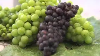 Russian River Valley Winegrowers
