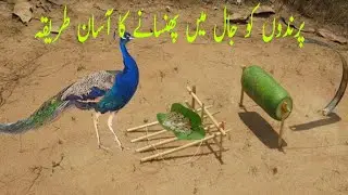 How to make easy bird trap/ پرندوں کو پکڑنے کے لیے جال بنانے کا آسان طریقہ | NR SKILLS