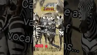 AMAZING 😱 Animal 🦦 🦁 Fact in 7.5 Seconds. #shorts #shortvideo #viral  #youtubeshorts #zebras