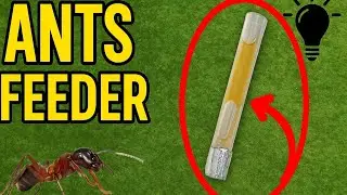 Maine Banaya Naya Ant Feeder 🐜 | Easy DIY Hindi | Ant Feeding Idea  #ants #antkeeping