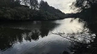 For the Birbs (Jim Hooke) was live at Lane Cove River