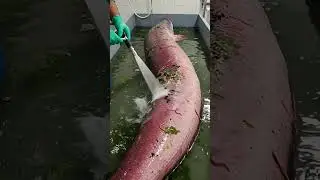 #rescuefish#animatedcartoon #bacchokivideo