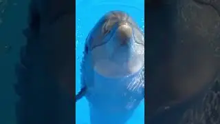 Cute Dolphin smile #wildlife #shorts