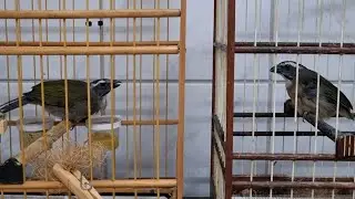 Trinca ferro casada com fêmea extremamente valente o manejo e a paciência são o segredo