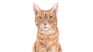 Taj the Cat