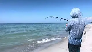 Lemon Shark Vs Daddy Pierce: Captiva Island Florida Beach Battle Part 1