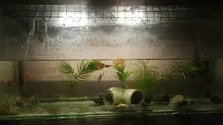 My fish tank set up 