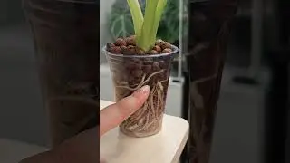 How quickly do alocasia tubers grow in expanded clay? I'll explain how, what I water them with, a...