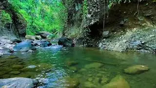 Natural Water Flow Forest River, Mountain Stream Sounds, Sleep