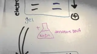 Who is Spiderman's Grandson? (Southern Blot for 5th graders)