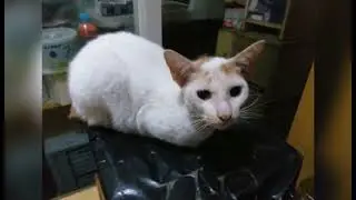 Cats story in a heavy rain?