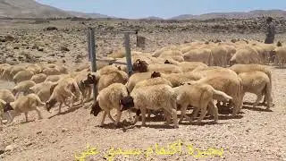 من زايدة إلى بوفكران مرورا بتمحضيت، أزرو والحاجب