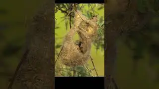 A pair of penduline tits builds their amazing nest.#shots #birds #nest #wildlife