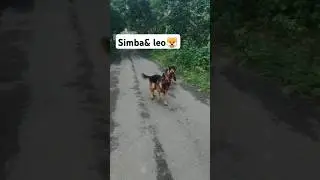 SIMBA-🖤  LEO-🖤 #trendingshorts #ytshorts  #petlover #villagelife