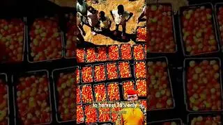 Tomato paste factory in Burkina Faso #tomatoharvesting   #ibrahimtraor&eacute; #burkinafasodevelopment