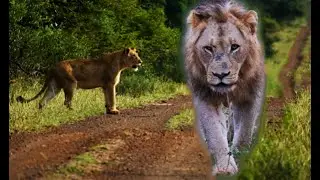 Vurhami Lionesses, Set After Zaza! Search Of The Gomondwane Male Lion Legacy! Kruger National Park!
