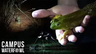 Frog Gigging Bullfrogs on Small Ponds (Catch and Clean)