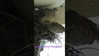 Rare video of mama dove laying egg while hungry chick still in the nest #wildlifephotography #nest