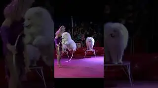 Dogs in the circus put on a show for the audience! #dogs #animals #show #circus