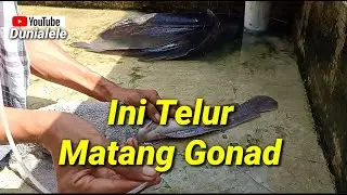 Ciri-ciri Induk Lele Matang Gonad Dan Cara  Penyuntikan Induk Lele //Dunialele
