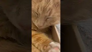 Episode 2: The World of Cats - Big cat vs. little box