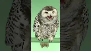 Talking Owl 🦉|| Owl 🦉 || Animals || Birds 🐦 || #shorts #short #shortvideo #viralvideo #viral #video