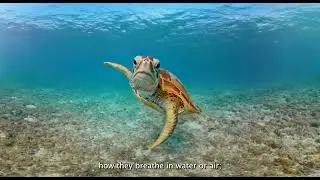 Nature&rsquo;s Design &mdash; Structure and Function in the Animal Kingdom.