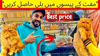 Cat biggest wholsale price market in karachi persion cat and babies peds 