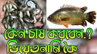 ভিয়েতনামি কৈ মাছ কেন চাষ করবেন | কৈ মাছ | কৈ মাছের পোনা